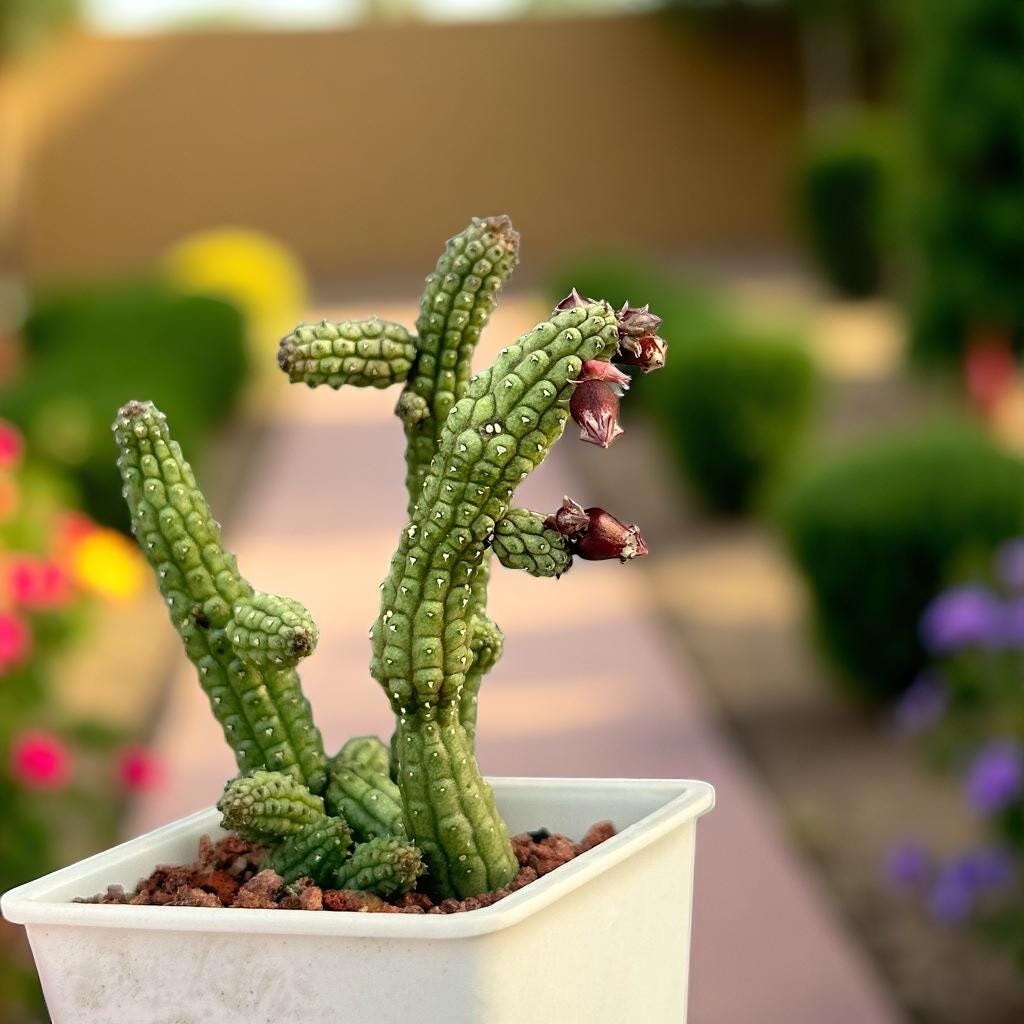 Mini Tubular Succulent: Bell-Shaped Flowers, Easy Care Houseplant