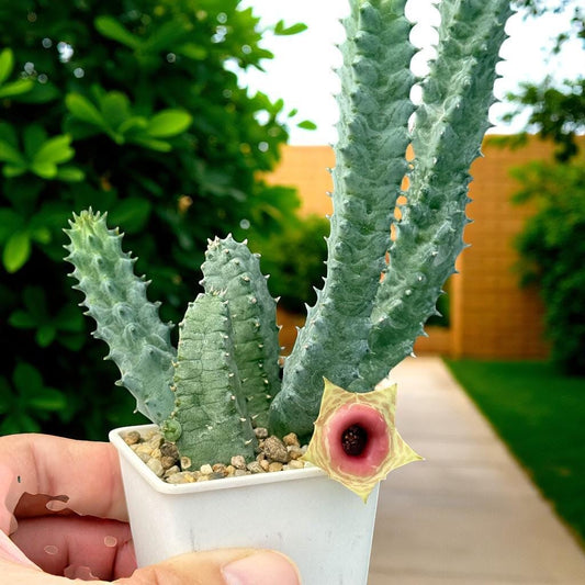 Alternate Angle of Mini Star Bloom Succulent Plant, Unique Indoor Cactus Houseplant, Easy Care Live Desk Plant, Small Gift for Plant Lovers, highlighting its cactus look and listing presentation