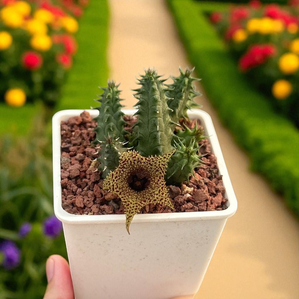 Star Bloom Succulent Duo: Spiny Stem Cactus, Easy Care Houseplant