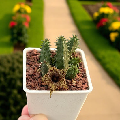 Star Bloom Succulent Duo: Spiny Stem Cactus, Easy Care Houseplant