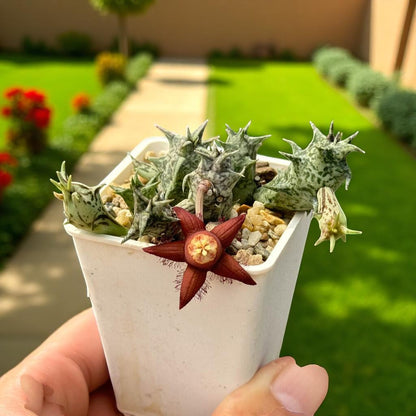 Star-Shaped Succulent: Spiky Indoor Cactus - Easy Care Houseplant