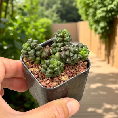 Webbed Rosette Succulent: Mini Indoor Plant, Easy Care Houseplant