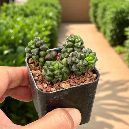Webbed Rosette Succulent: Mini Indoor Plant, Easy Care Houseplant