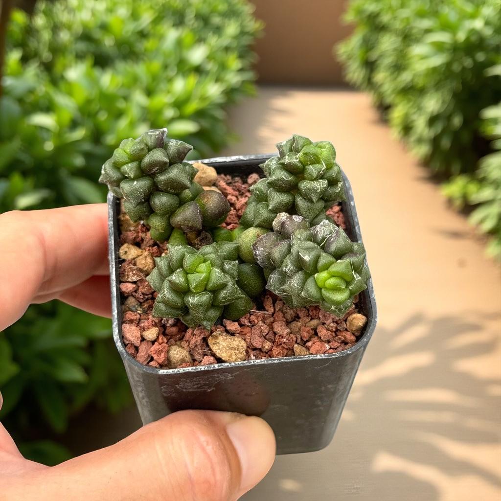 Webbed Rosette Succulent: Mini Indoor Plant, Easy Care Houseplant