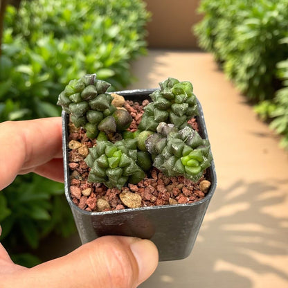Webbed Rosette Succulent: Mini Indoor Plant, Easy Care Houseplant