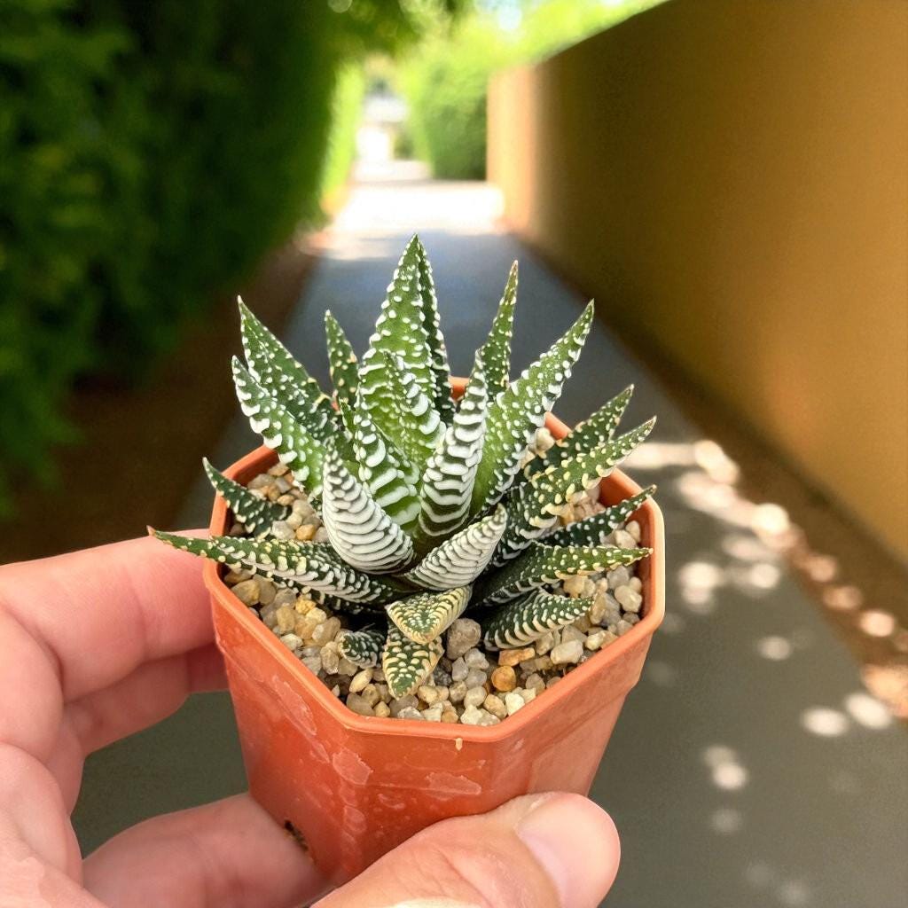Zebra Succulent Plant: Live Potted Indoor Cactus, Easy Care
