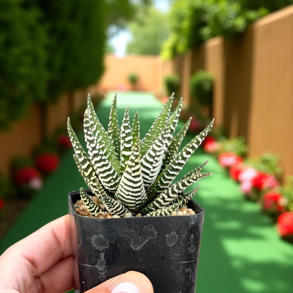 Zebra Succulent Plant: Live Potted Indoor Cactus, Easy Care