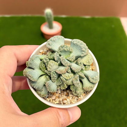 Concrete Leaf Succulent: Rock Texture Miniature Houseplant - Easy Care (2 Pcs