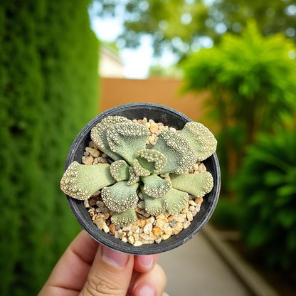 Concrete Leaf Succulent: Rock Texture Miniature Houseplant - Easy Care (2 Pcs
