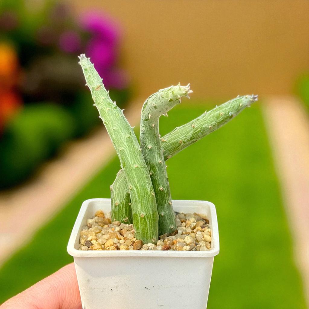 Hanging Senecio Succulent: Live Indoor Plant, Easy Care Decor