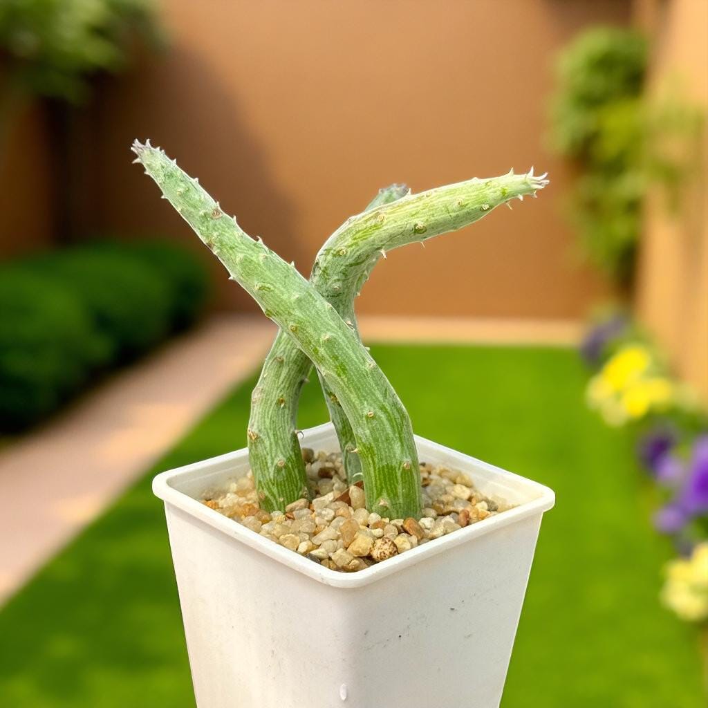 Hanging Senecio Succulent: Live Indoor Plant, Easy Care Decor