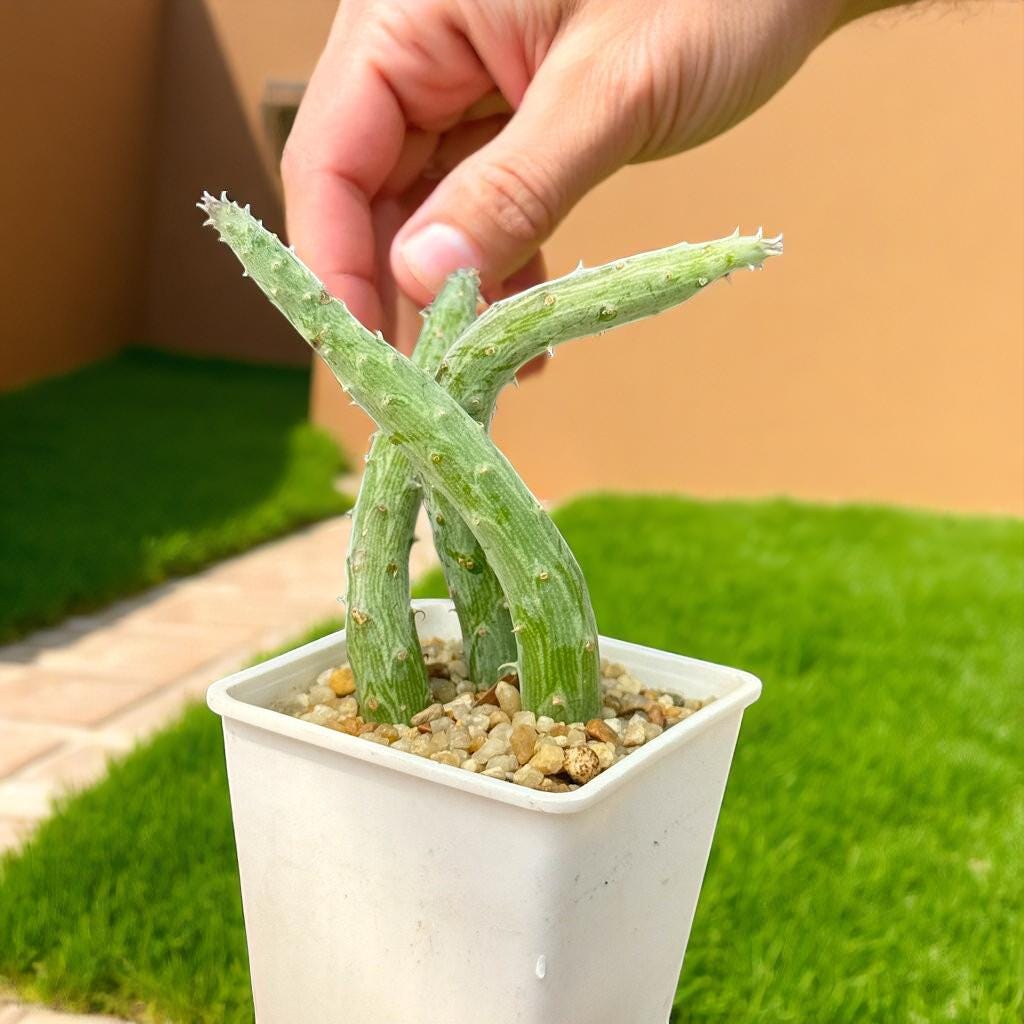 Hanging Senecio Succulent: Live Indoor Plant, Easy Care Decor