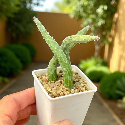 Hanging Senecio Succulent: Live Indoor Plant, Easy Care Decor