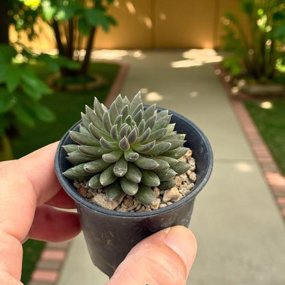 Black Hedgehog Succulent: Spiky Mini Indoor Plant