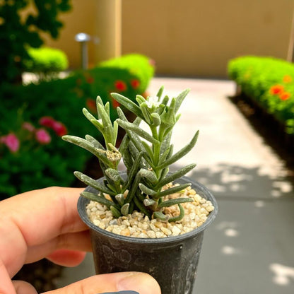 Mini Leafy Cactus: Unique Potted Succulent - Easy Care Houseplant