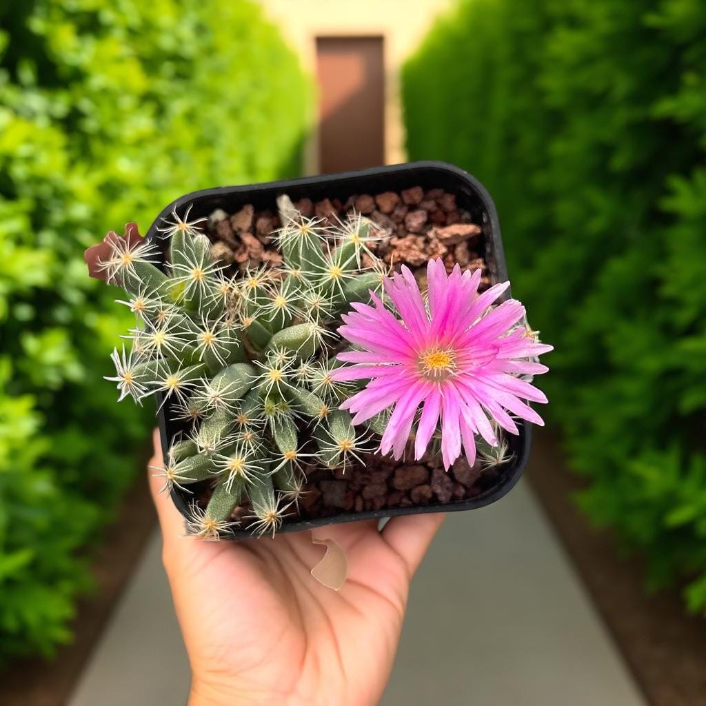 Mini Crown Succulent: Spiky Live Indoor Plant, Easy Care Desk Decor