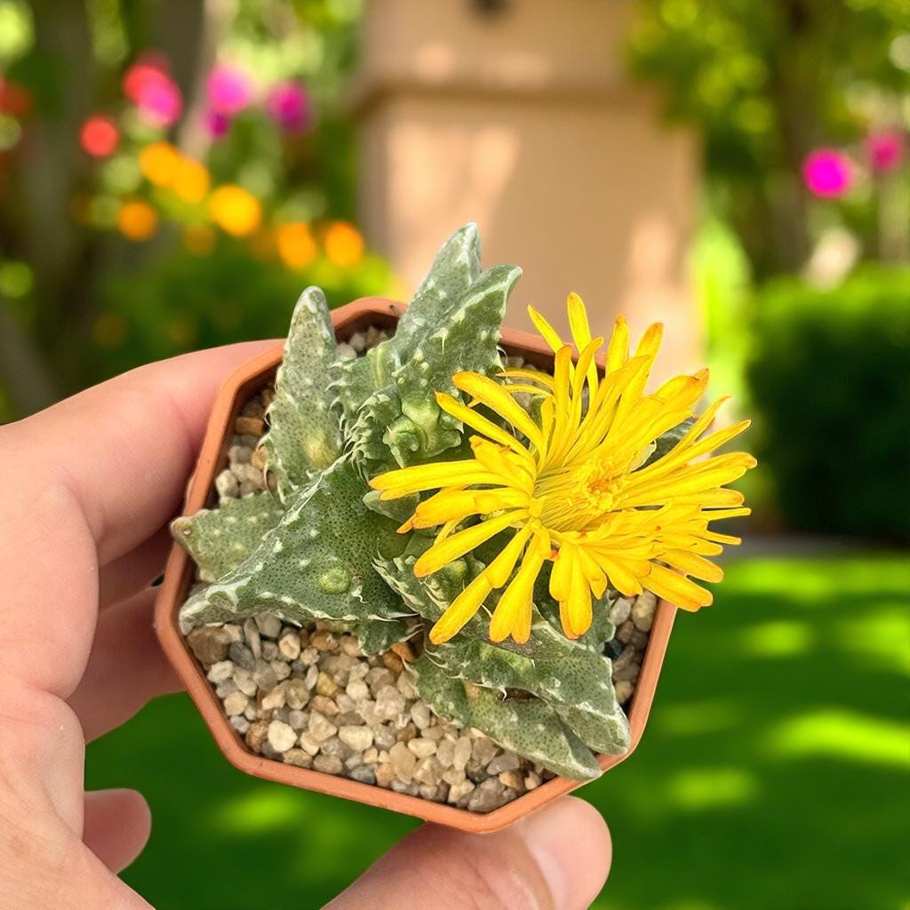 Tiger's Jaw Succulent: Spiky Toothed Live Indoor Plant