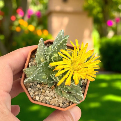 Tiger's Jaw Succulent: Spiky Toothed Live Indoor Plant