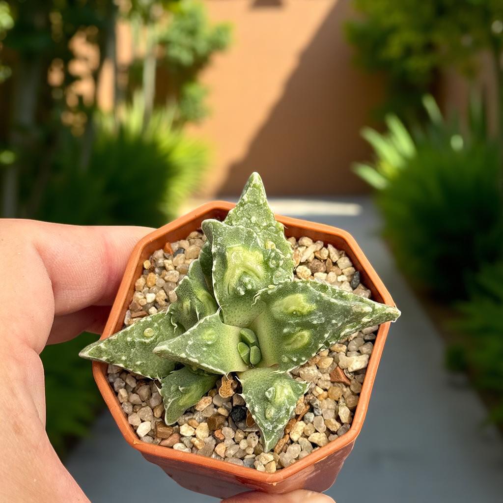 Tiger's Jaw Succulent: Spiky Toothed Live Indoor Plant