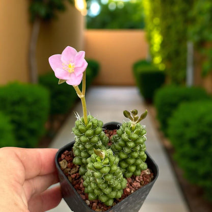 2 Mini Pink Rosette Succulents: Colorful Easy-Care Houseplant