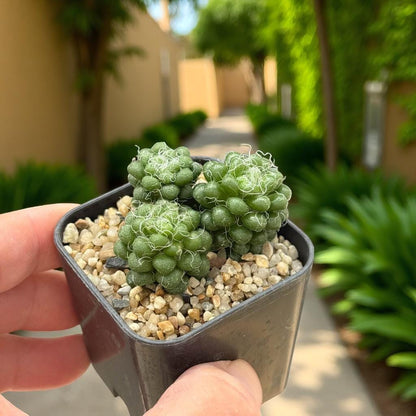 2 Mini Pink Rosette Succulents: Colorful Easy-Care Houseplant