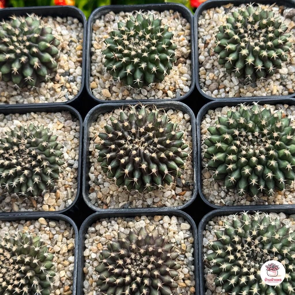 2 Crested Green Cactus Plants: Wavy Cristate Succulent - Unique Indoor Decor