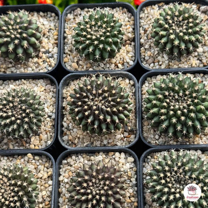 2 Crested Green Cactus Plants: Wavy Cristate Succulent - Unique Indoor Decor