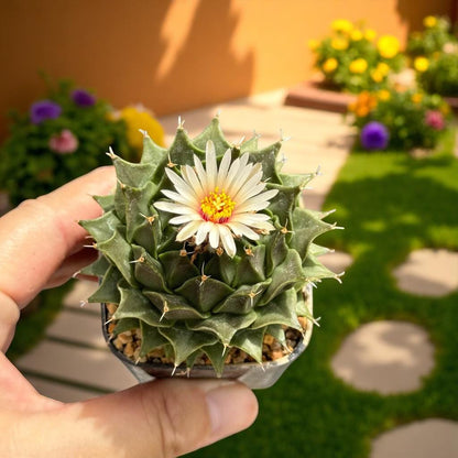 Styled Display View of Colorful Mini Cactus Live Plant, Small Indoor Succulent, Easy Care Desk Plant, Unique Houseplant Gift, Cute Mini Potted Cactus Decor, highlighting its cactus look and listing presentation