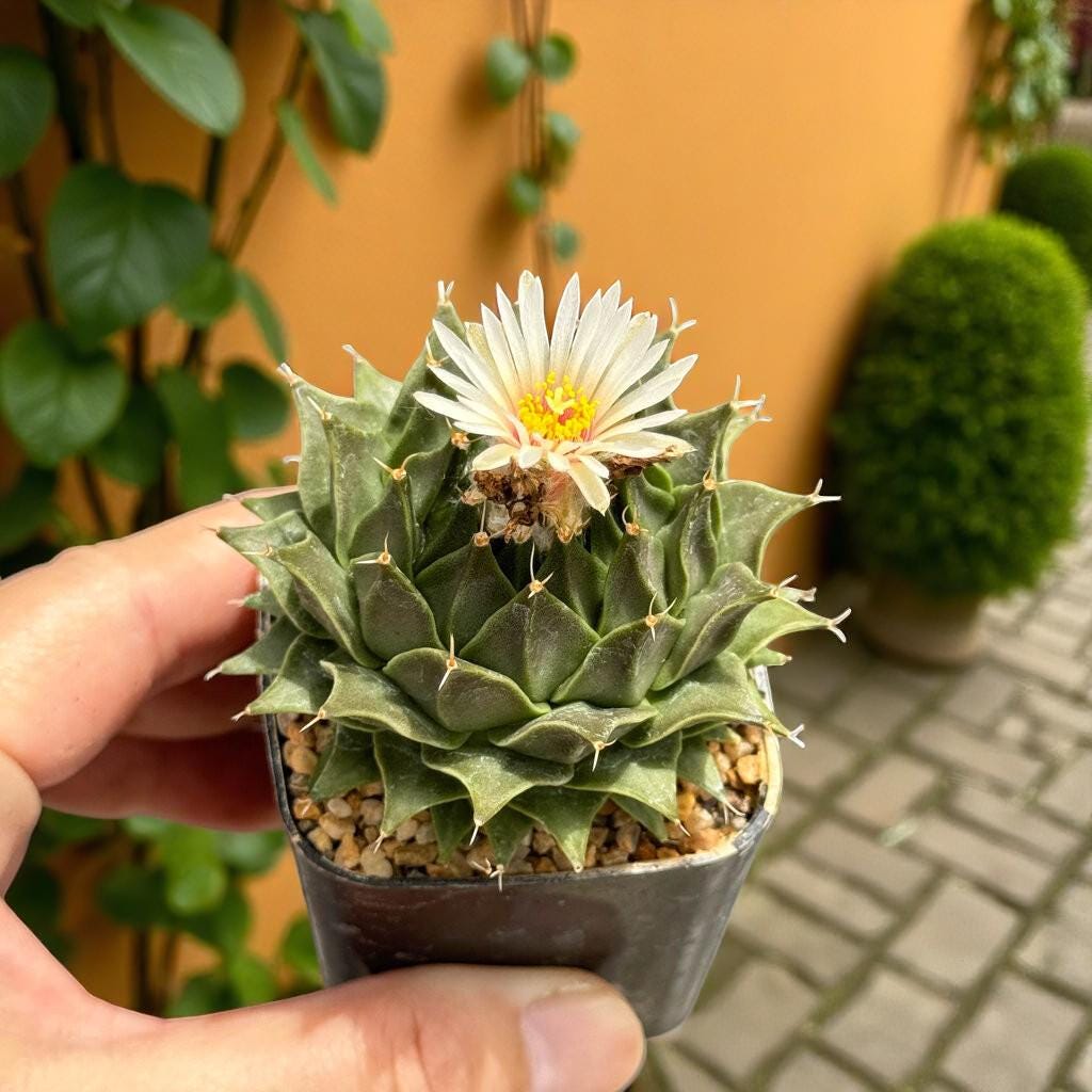 Scale Reference View of Colorful Mini Cactus Live Plant, Small Indoor Succulent, Easy Care Desk Plant, Unique Houseplant Gift, Cute Mini Potted Cactus Decor, highlighting its cactus look and listing presentation
