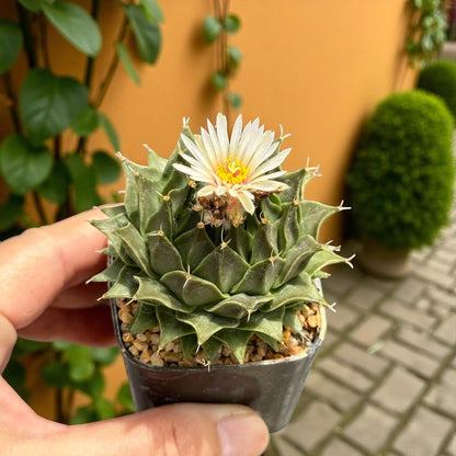 Scale Reference View of Colorful Mini Cactus Live Plant, Small Indoor Succulent, Easy Care Desk Plant, Unique Houseplant Gift, Cute Mini Potted Cactus Decor, highlighting its cactus look and listing presentation