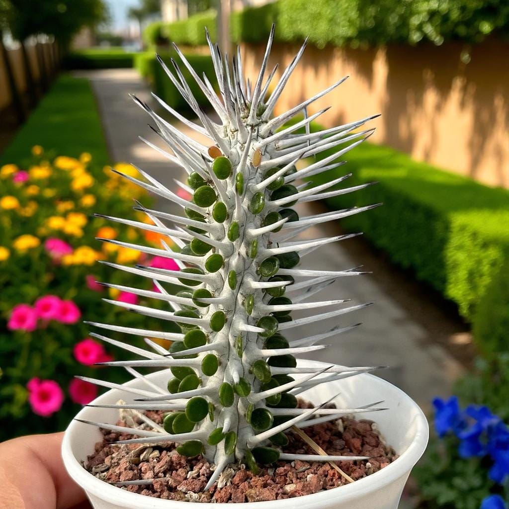 Alt Tag: tall succulent plant for indoors in white pot, upright spiky stems and green leaves, unique modern statement houseplant