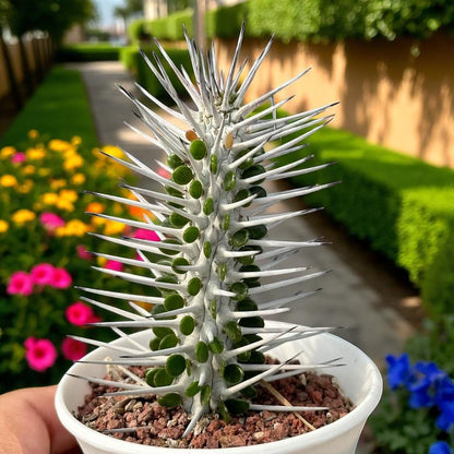 Alt Tag: tall succulent plant for indoors in white pot, upright spiky stems and green leaves, unique modern statement houseplant