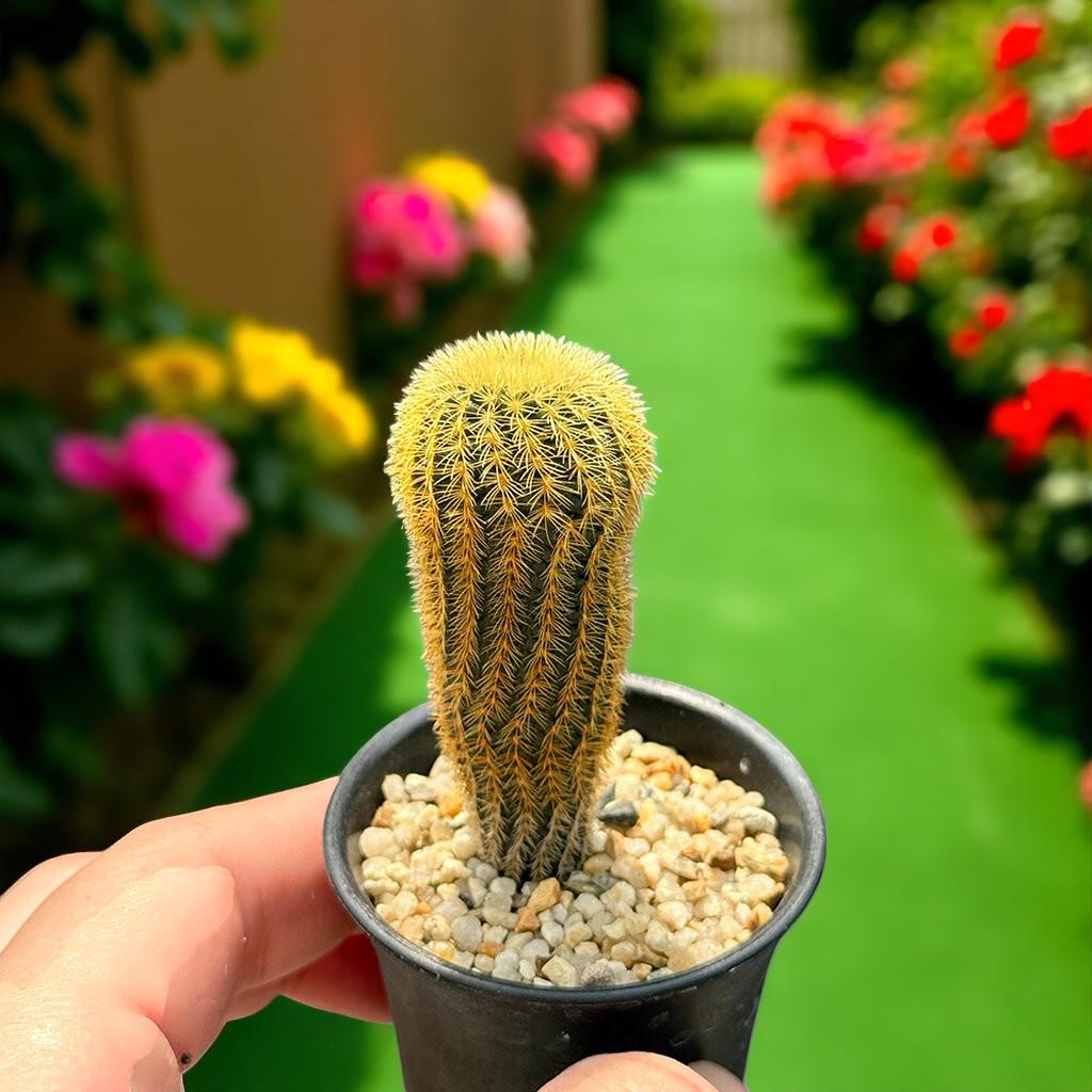 Mini Cactus Duo: Live Potted Succulents, Easy Care Houseplants