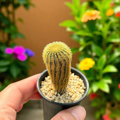 Mini Cactus Duo: Live Potted Succulents, Easy Care Houseplants