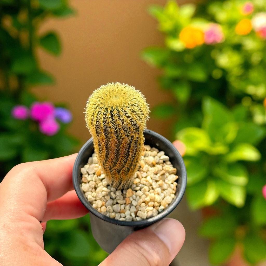 Mini Cactus Duo: Live Potted Succulents, Easy Care Houseplants
