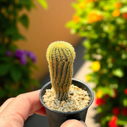 Mini Cactus Duo: Live Potted Succulents, Easy Care Houseplants