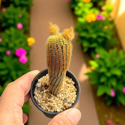 Mini Cactus Duo: Live Potted Succulents, Easy Care Houseplants