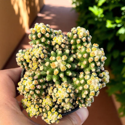 Golden Barrel Cactus (Set of 2): Live Potted Desert Houseplant