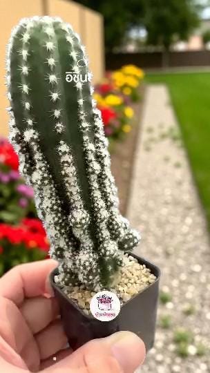 Miniature Golden Barrel Cactus: Live Potted Succulent Gift