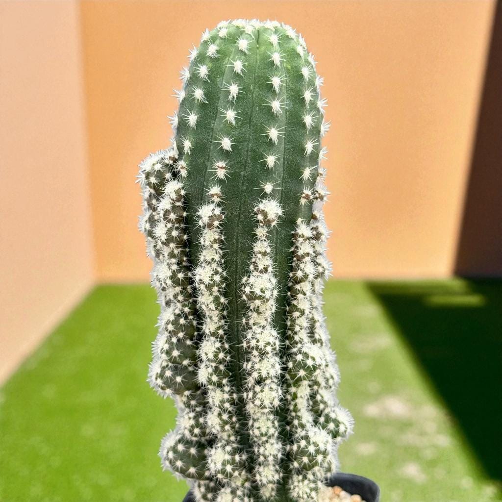 Miniature Golden Barrel Cactus: Live Potted Succulent Gift