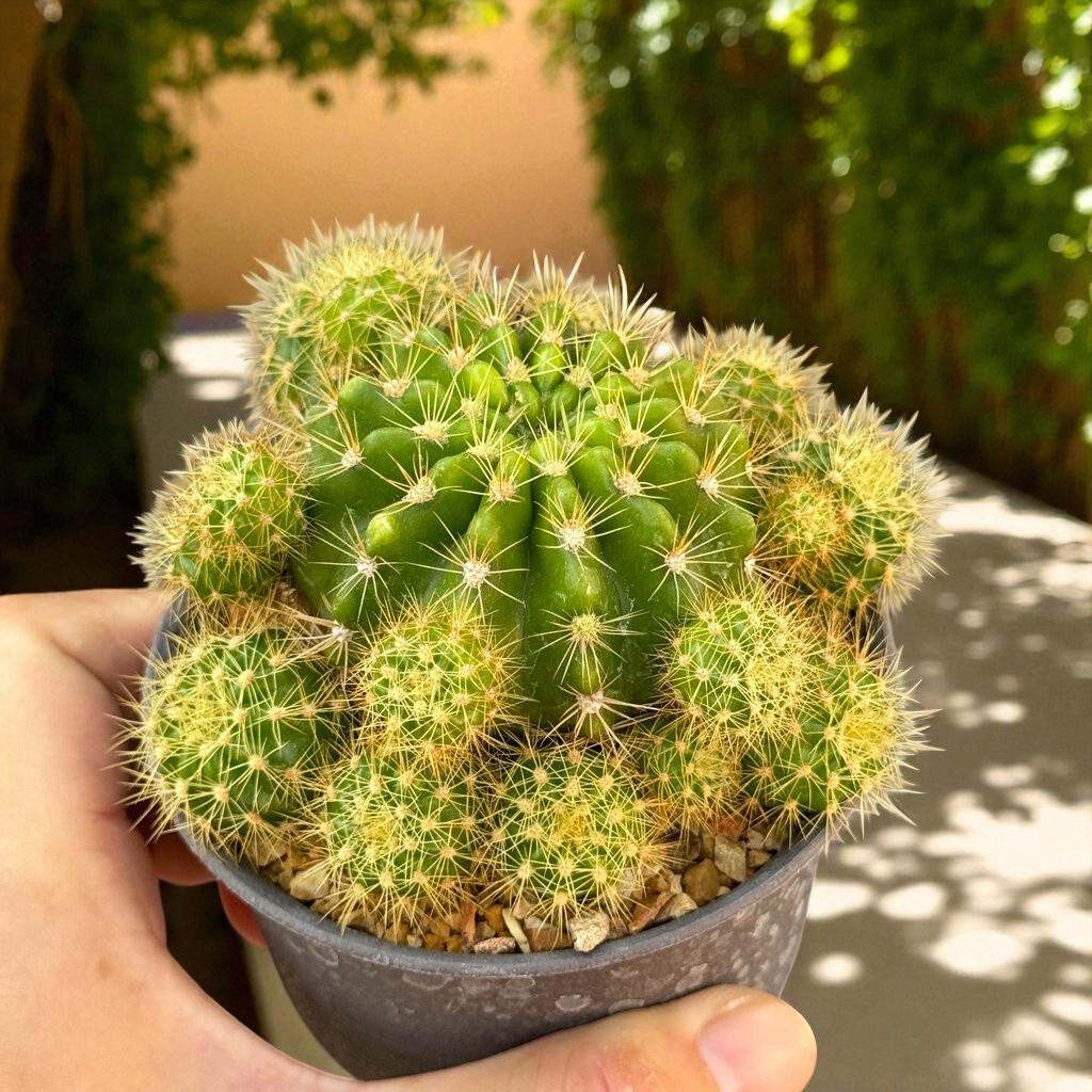 Flowering Cactus Plant: Mini Potted Succulent - Desert Houseplant Gift