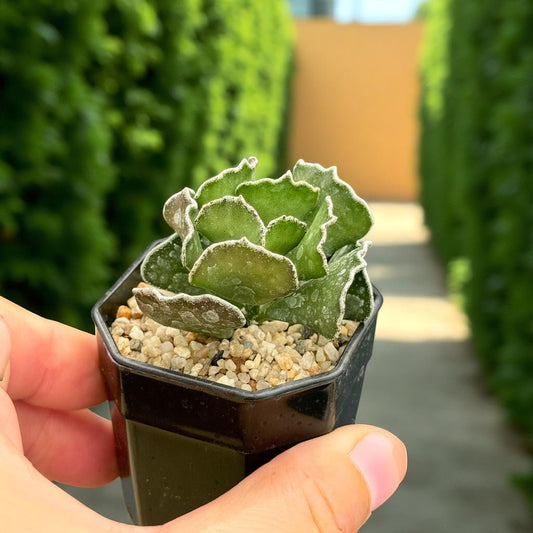 Close-up detail — Patterned Leaf Succulent: Easy Care Indoor Houseplant | Cacti Nest