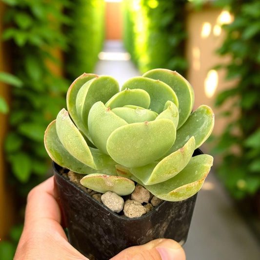 Close-up detail — Peach Rosette Succulent Plant: Easy Care Potted Desk Decor | Cacti Nest