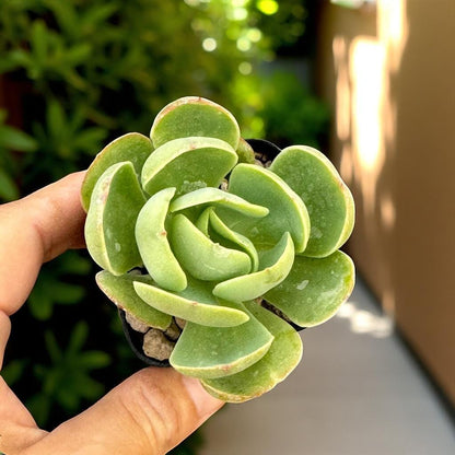Peach Rosette Succulent Plant: Easy Care Potted Desk Decor