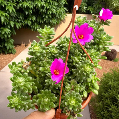 Rosette Succulent Plant: Compact Indoor Greenery - Easy Care