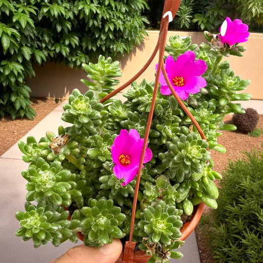 Main product photo of Rosette Succulent Plant: Compact Indoor Greenery - Easy Care, showing the primary view of the listing