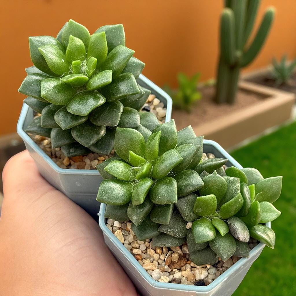 Colorful Rosette Succulent: Mini Potted Houseplant, Easy Care Desk Decor