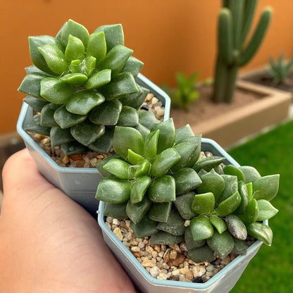 Colorful Rosette Succulent: Mini Potted Houseplant, Easy Care Desk Decor