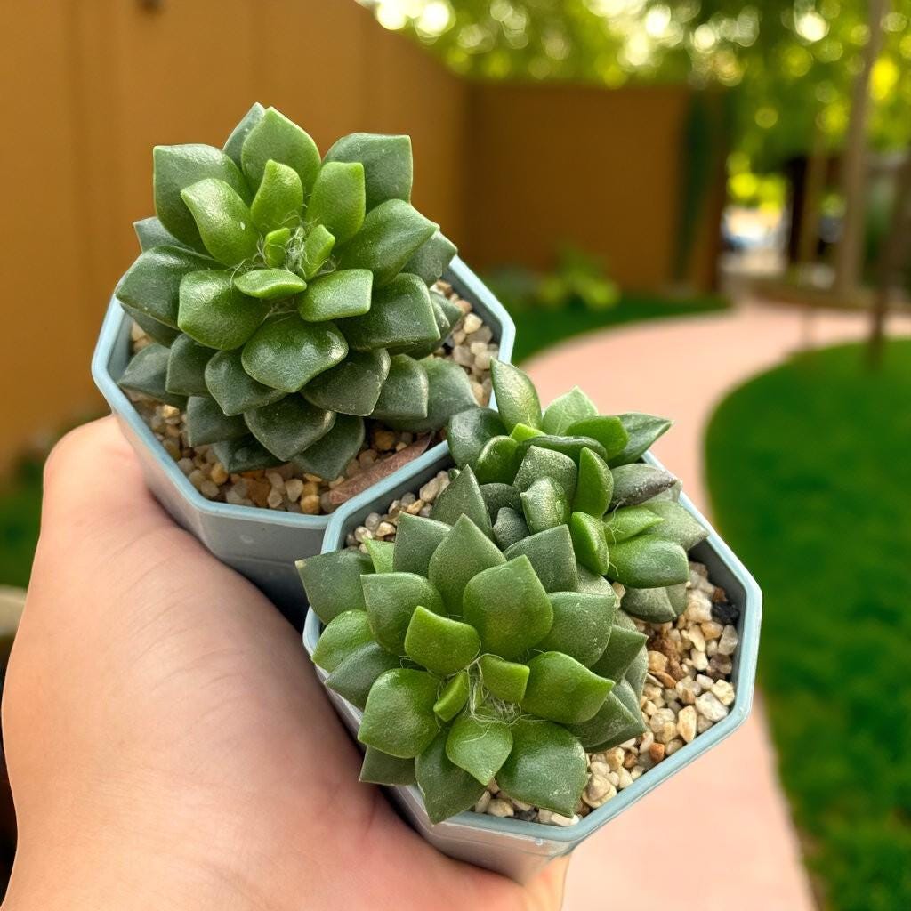 Colorful Rosette Succulent: Mini Potted Houseplant, Easy Care Desk Decor