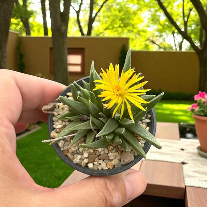 Chunky Split Rock Succulent: Unique Texture, Easy Care Indoor Plant